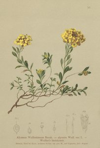 Alyssum (Alyssum wulfenianum, Alyssum alpestre) de German School